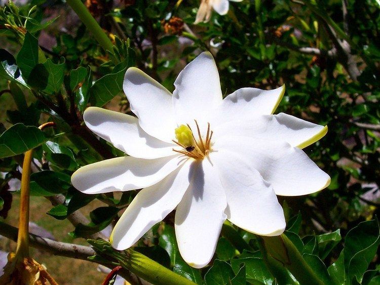 Gardenia thunbergia httpsuploadwikimediaorgwikipediacommonsthu