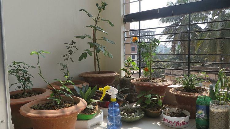 Gardening in restricted spaces