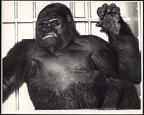 Gargantua (gorilla) GargantuaPhotoscom Vintage Photographs and Snapshots