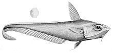 Gargoyle fish httpsuploadwikimediaorgwikipediacommonsthu