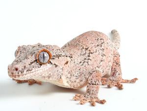 Gargoyle gecko httpswwwpangeareptilecomImagesgargs524gar