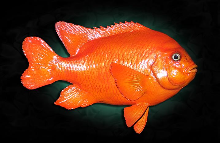 Garibaldi (fish) Taxidermy Garibaldi Fish Mount