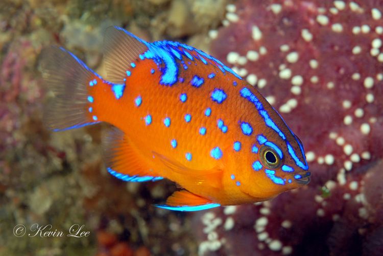 Garibaldi (fish) Garibaldi Juvenile