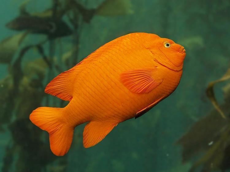 Garibaldi (fish) httpswwwmontereybayaquariumorgmimagesani