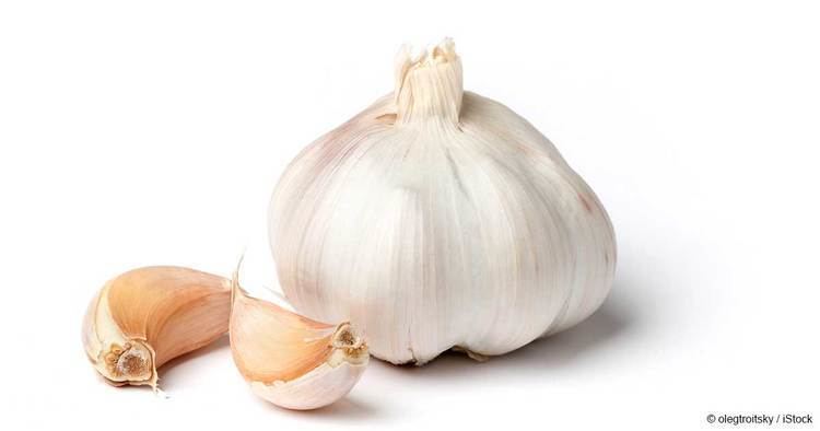 Garlic What Is Garlic Good For Mercolacom