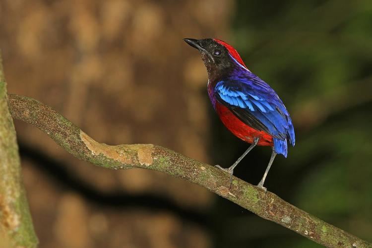 Garnet pitta Photos of Garnet Pitta Pitta granatina the Internet Bird