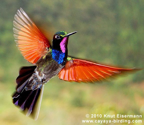 Garnet-throated hummingbird httpssmediacacheak0pinimgcomoriginals5f
