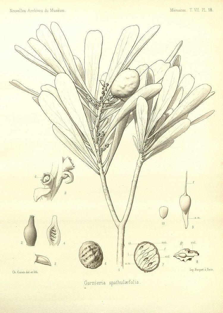 Garnieria
