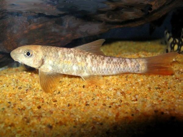 Garra gotyla Is This The Best Loach Shop In The World Loaches Online