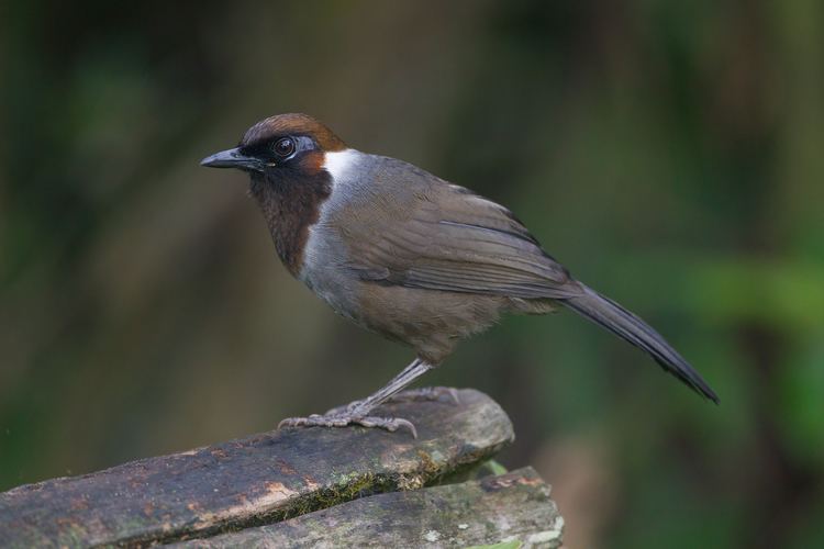 Garrulax Birds of the genus Garrulax Hotspot Birding