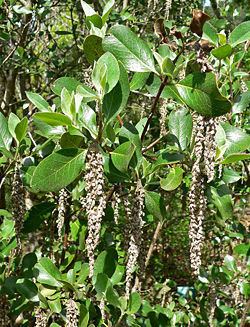 Garrya buxifolia httpsuploadwikimediaorgwikipediacommonsthu