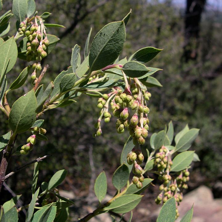 Garrya wrightii hasbrouckasueduimglibseinetGarryaceaeGarrya
