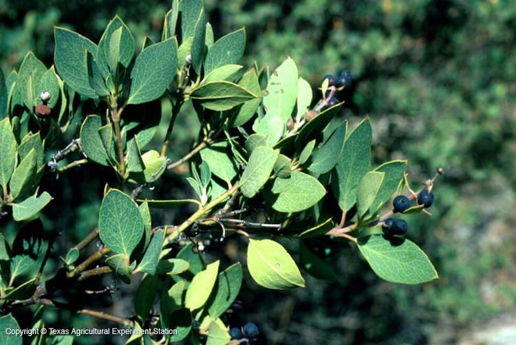 Garrya wrightii Texas Native Plants Database