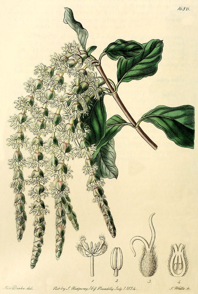 Garryaceae deltaintkeycomangioimagesbreg1686jpg