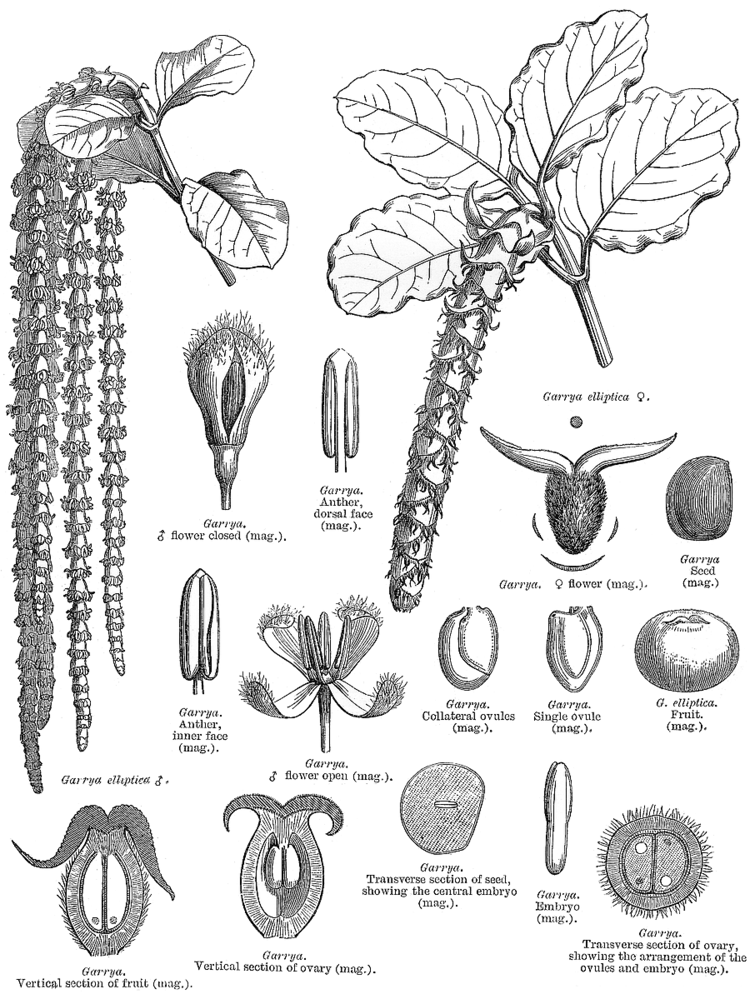 Garryaceae Angiosperm families Garryaceae Lindl