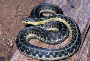Garter snake DNR Eastern Garter Snake Thamnophis sirtalis