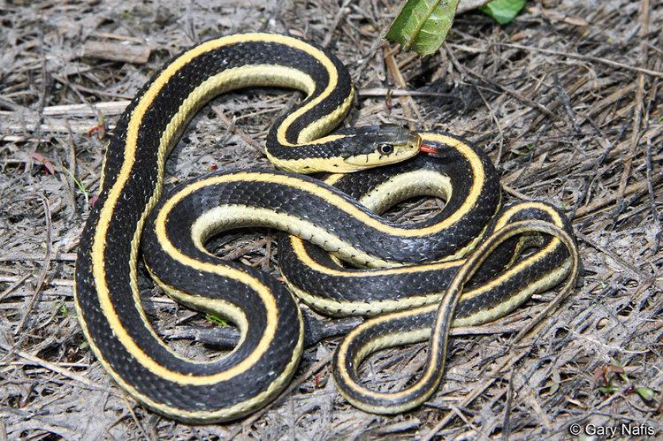 Garter snake Identifying California Gartersnakes
