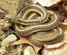 Garter snake httpsuploadwikimediaorgwikipediacommonsthu