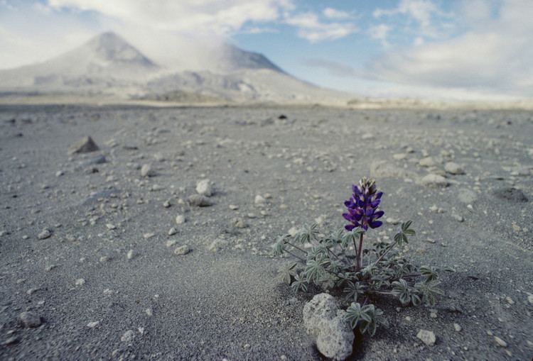 Gary Braasch Witness To Climate Change Remembering Portland Photographer Gary