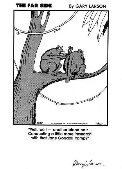 A caricature by Gary Larson, at the top is the title THE FAR SIDE By GARY LARSONIn the middle, is the caricature, has two monkeys on a tree with vines and leaves, from left, monkey picking up hairs at the back of another monkey, at the right a monkey just sitting still on top of a branch. Below is the words “Well, well - another bland hair. … Conducting a little more ‘research’ with that Jane Goodall tramp?” at the bottom right is Gary Larson’s signature.