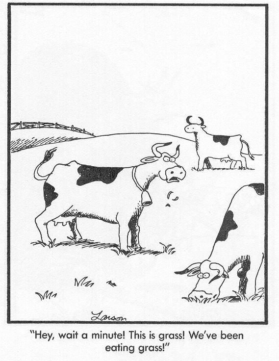 A caricature by Gary Larson, has grass field with fence at the left, with three cows, from the back a cow is walking, in the middle a cow with a bell is chewing a grass, at the bottom is a cow eating from the grass, below is a word “Hey, wait a minute! This is grass! We’ve been eating grass!”
