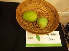 Gary (mango) httpsuploadwikimediaorgwikipediacommonsthu