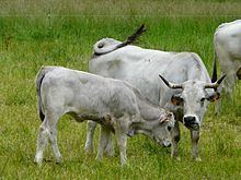 Gascon cattle Gascon cattle Wikipedia