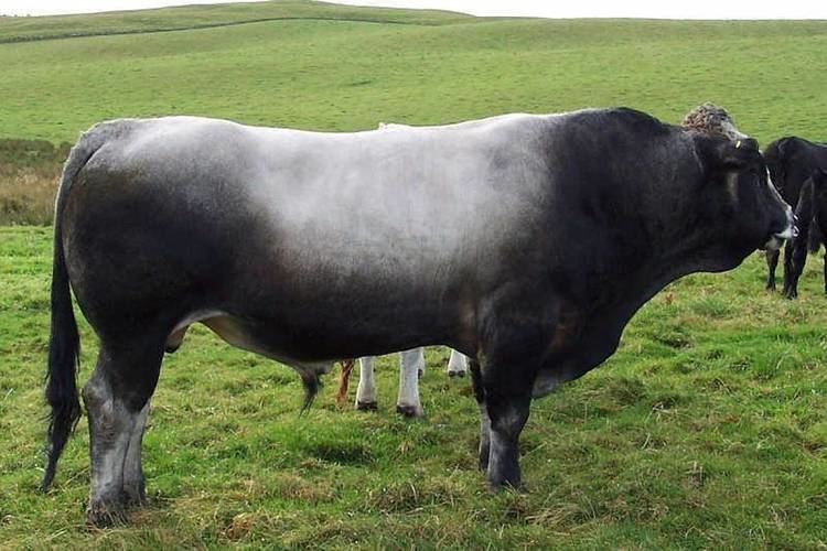 Gascon cattle Gascon Cattle Have You Heard Of Them THATSFARMINGCOM