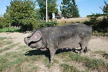 Gascon pig Gascon pig Wikipedia