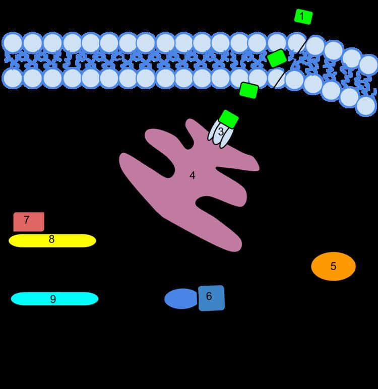 Gaseous Signaling Molecules - Alchetron, The Free Social Encyclopedia