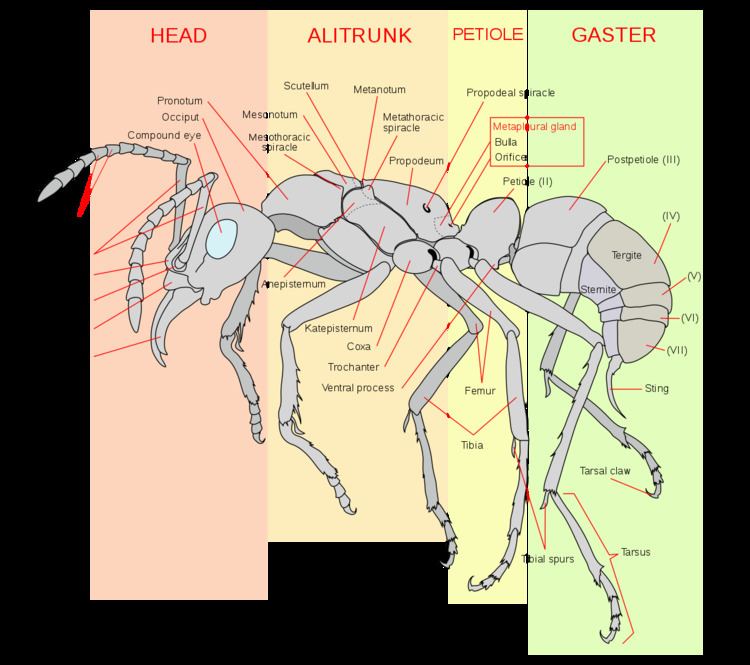 Gaster (insect anatomy)