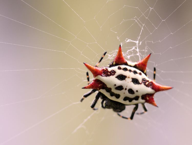 Gasteracantha cancriformis Spinybacked Orbweaver Gasteracantha cancriformis iNaturalistorg