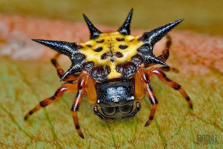 Gasteracantha cancriformis The star spider Gasteracantha cancriformis Strange Animals
