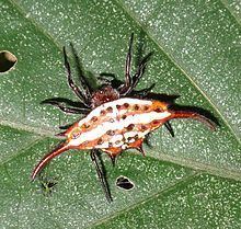 Gasteracantha versicolor httpsuploadwikimediaorgwikipediacommonsthu