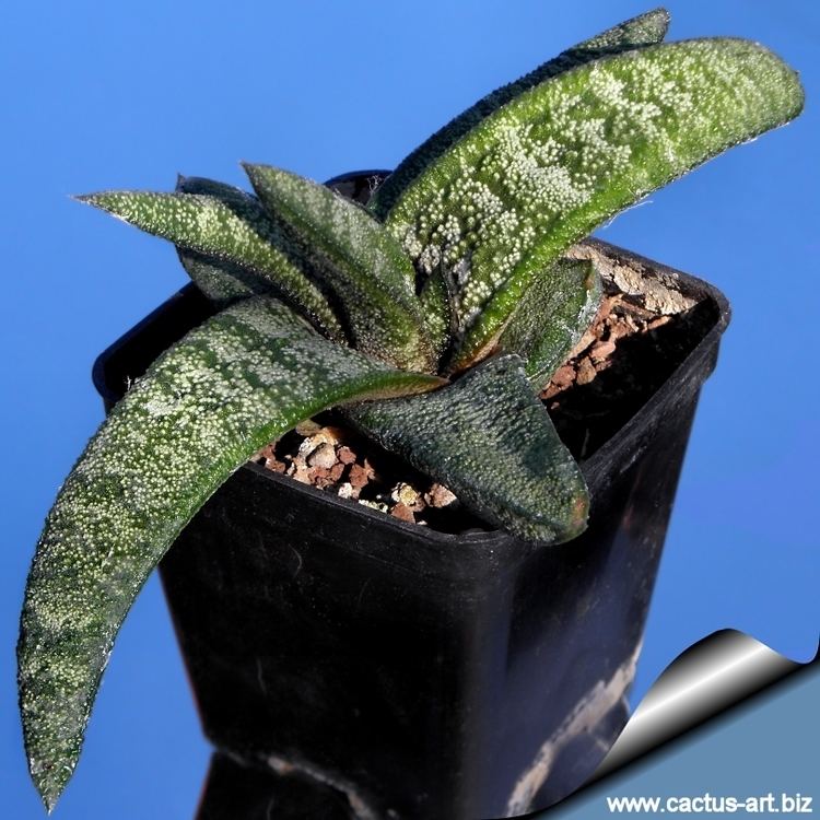 Gasteria batesiana wwwcactusartbizschedeGASTERIAGasteriabatesi