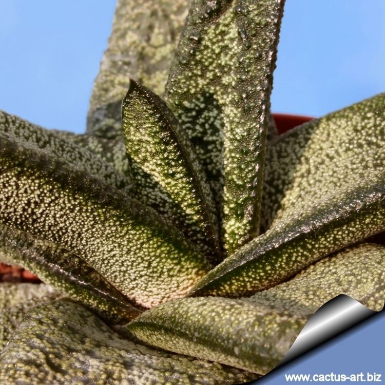 Gasteria batesiana Gasteria batesiana