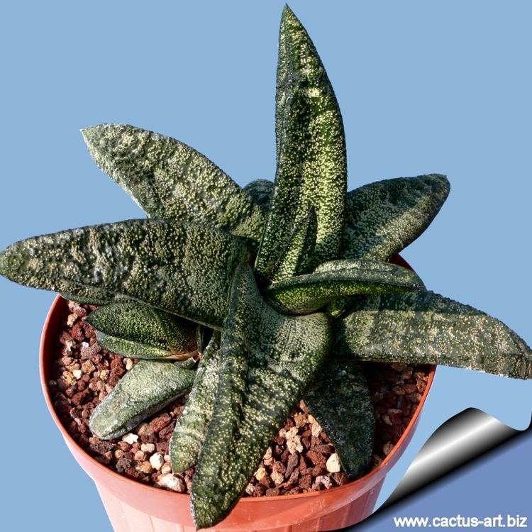 Gasteria batesiana Gasteria batesiana