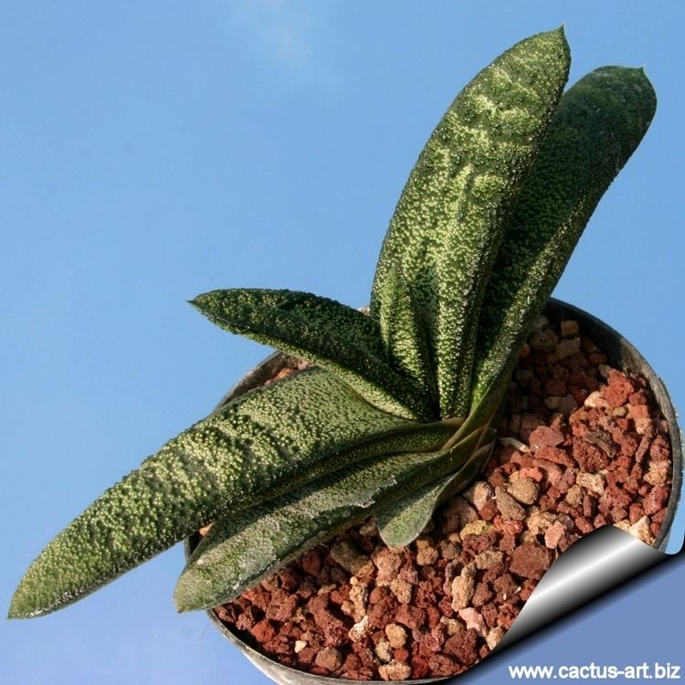 Gasteria batesiana Gasteria batesiana