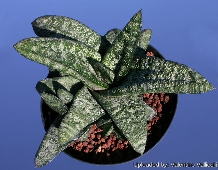 Gasteria batesiana Gasteria batesiana