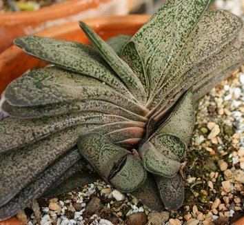 Gasteria baylissiana Gasteria baylissiana Lawyer39s Tongue plant lust