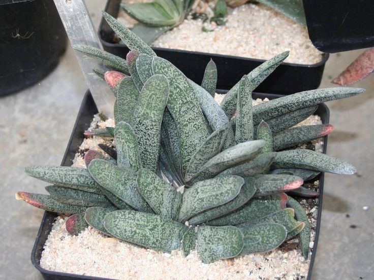 Gasteria baylissiana 1000 images about Gasteria on Pinterest