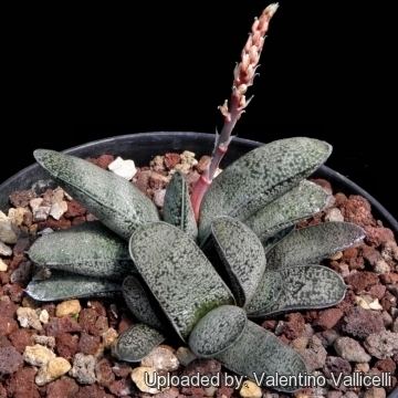 Gasteria baylissiana Gasteria baylissiana