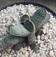 Gasteria baylissiana httpsuploadwikimediaorgwikipediacommonsthu