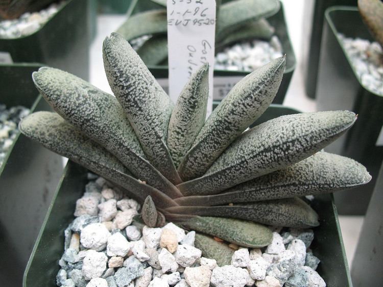 Gasteria baylissiana Gasteria baylissiana Gasteria baylissiana Family Asphod Flickr