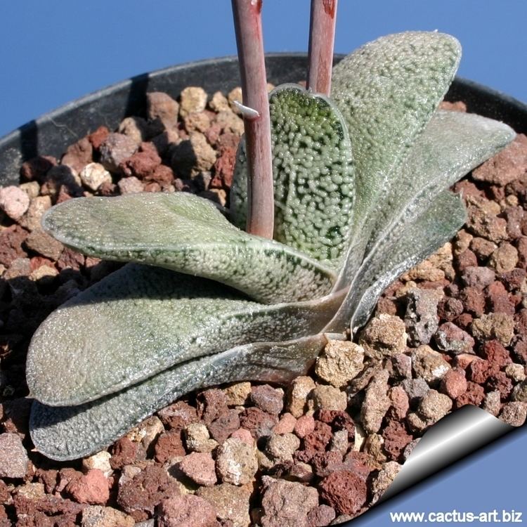 Gasteria baylissiana Gasteria baylissiana