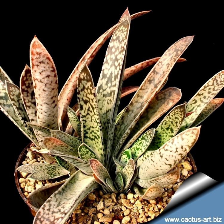 Gasteria bicolor Gasteria bicolor Aloe maculata