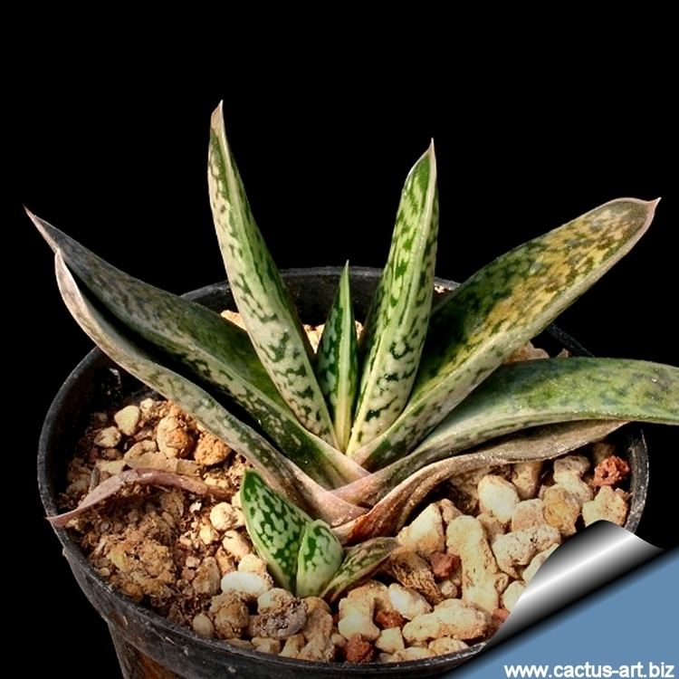 Gasteria bicolor Gasteria bicolor Aloe maculata