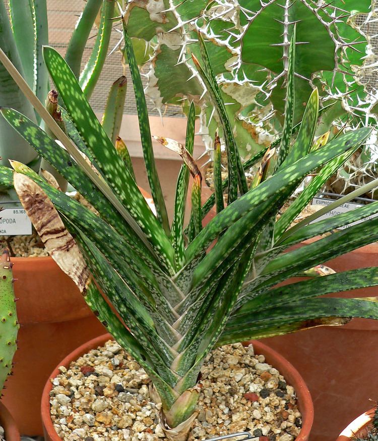 Gasteria bicolor Gasteria bicolor Wikipedia