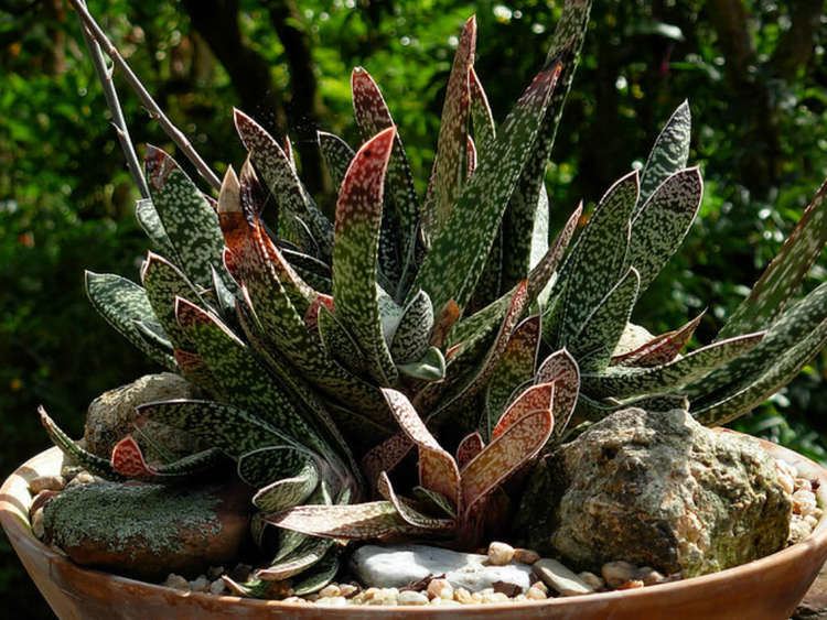 Gasteria bicolor worldofsucculentscomwpcontentuploads201304G