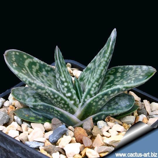 Gasteria bicolor Gasteria bicolor var